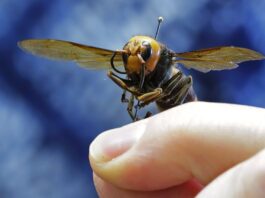 how to kill a murder hornet