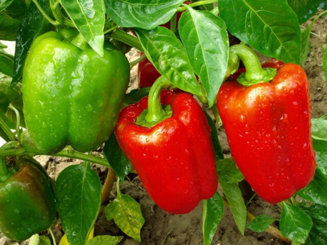 Difference Between Red And Green Peppers
